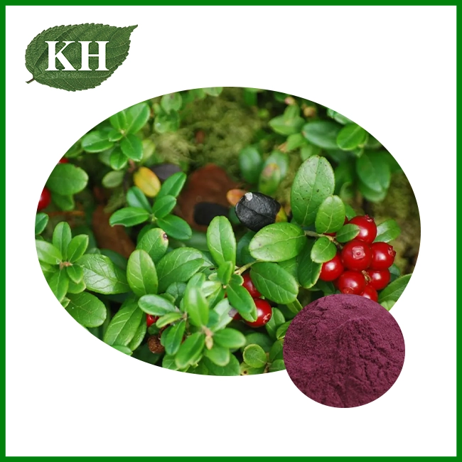 Lingonberry Extract